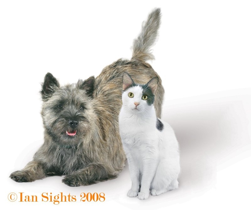 dog and cat